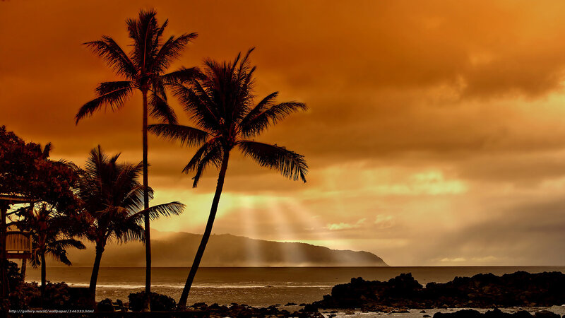 Silhouetted Palm Trees — Orange, Dramatic, Sunset, Photograph, Ocean, Mountain, Clouds