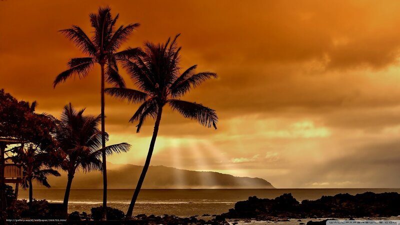 Silhouetted Palm Trees — Orange, Dramatic, Sunset, Photograph, Ocean, Mountain, Sunbeams