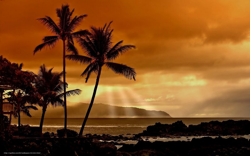 Silhouetted Palm Trees — Orange, Dramatic, Sunset, Photograph, Ocean, Mountain