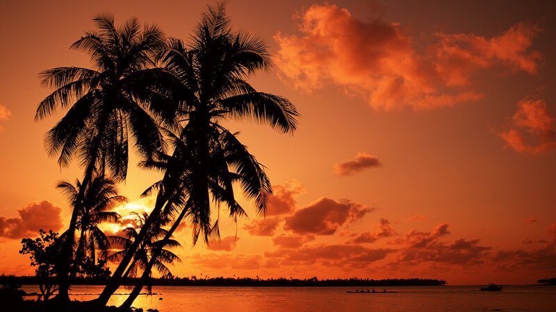 Silhouetted Palm Trees — Orange, Dramatic, Sunset, Photograph, Ocean, Sky, Boat