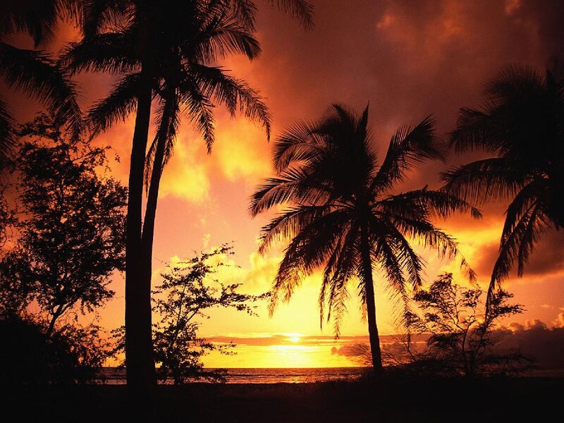 Silhouetted Palm Trees — Orange, Dramatic, Sunset, Photograph, Ocean, Sky