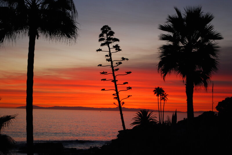 Silhouetted Palm Trees — Orange, Dramatic, Sunset, Photograph, Palm Trees, Agave Plant