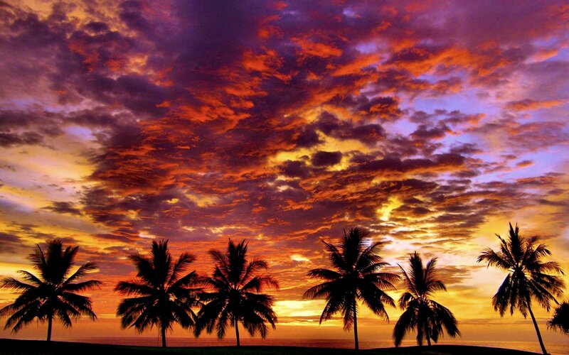 Silhouetted Palm Trees — Orange, Dramatic, Sunset, Photograph, Sky, Clouds