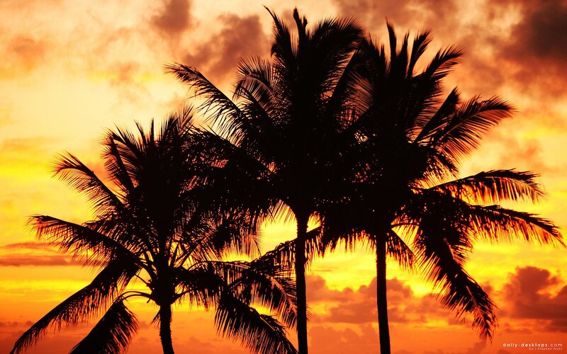Silhouetted Palm Trees — Orange, Dramatic, Sunset, Photograph, Sky, Clouds, Yellow