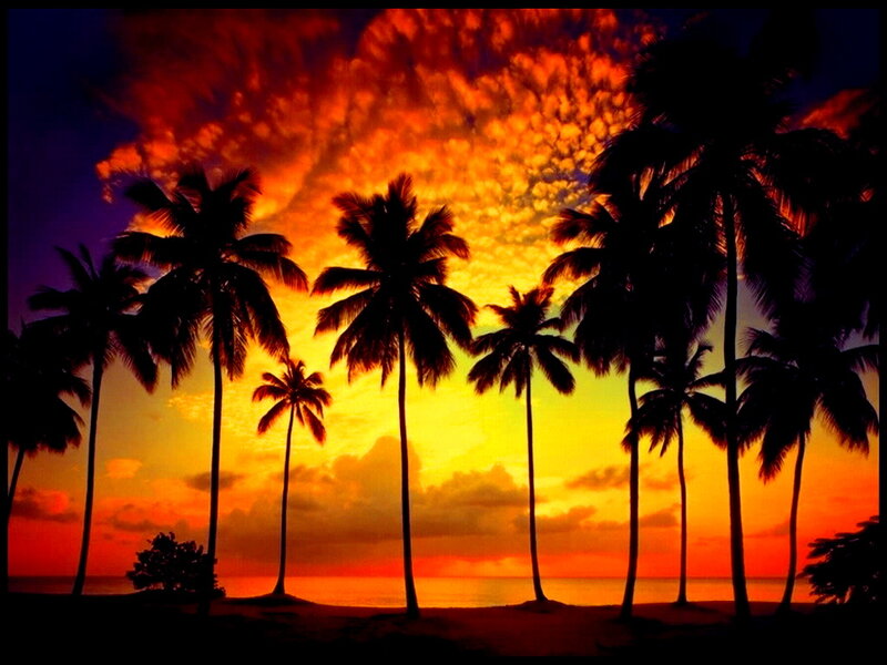Silhouetted Palm Trees — Orange, Dramatic, Sunset, Photograph, Sky, Ocean