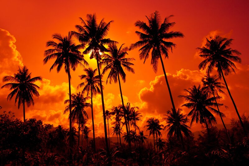 Silhouetted Palm Trees — Orange, Dramatic, Sunset, Photograph, Sun, Clouds