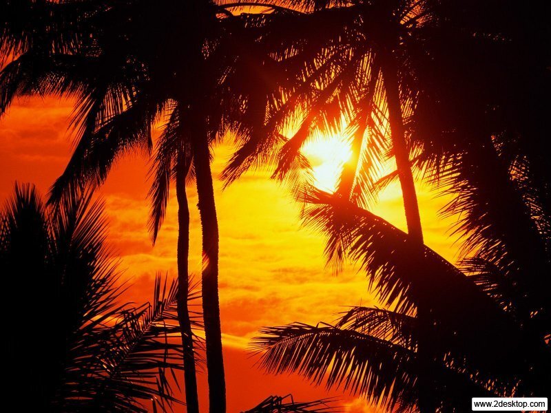 Silhouetted Palm Trees — Orange, Dramatic, Sunset, Photograph, Sun, Sky, Clouds, Yellow