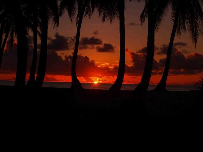 Silhouetted Palm Trees — Orange, Dramatic, Sunset, Photograph, Sun