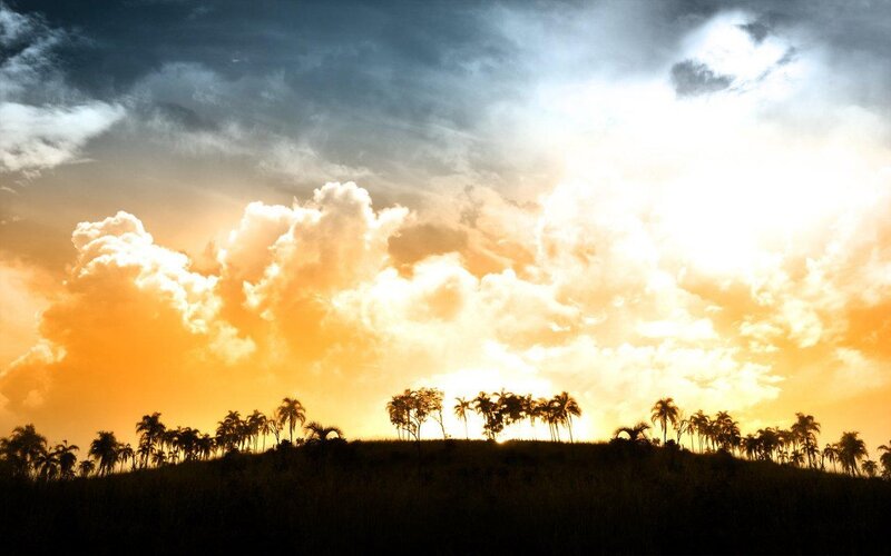 Silhouetted Palm Trees — Orange, Dramatic, Sunset, Photograph