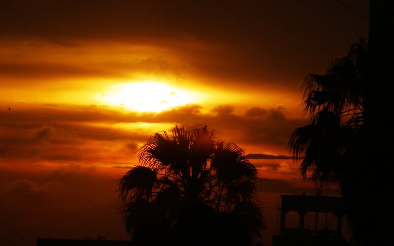 Silhouetted Palm Trees — Orange, Dramatic, Sunset