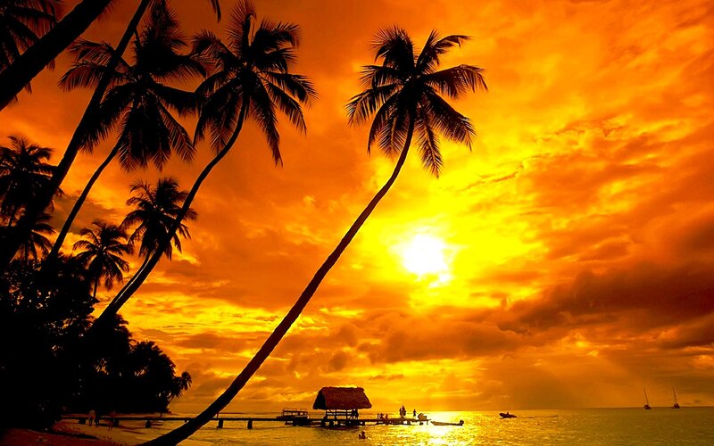 Silhouetted Palm Trees — Orange, Dramatic