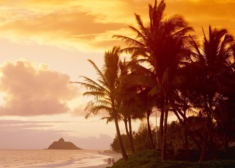 Silhouetted Palm Trees — Orange, Serene, Sunset, Photograph, Beach