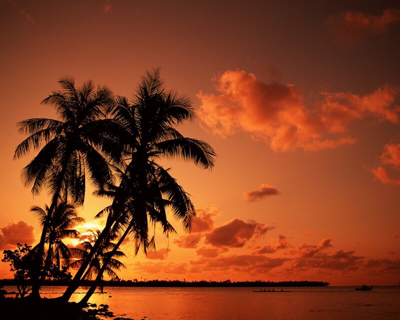 Silhouetted Palm Trees — Orange, Serene, Sunset, Photograph, Ocean, Boat