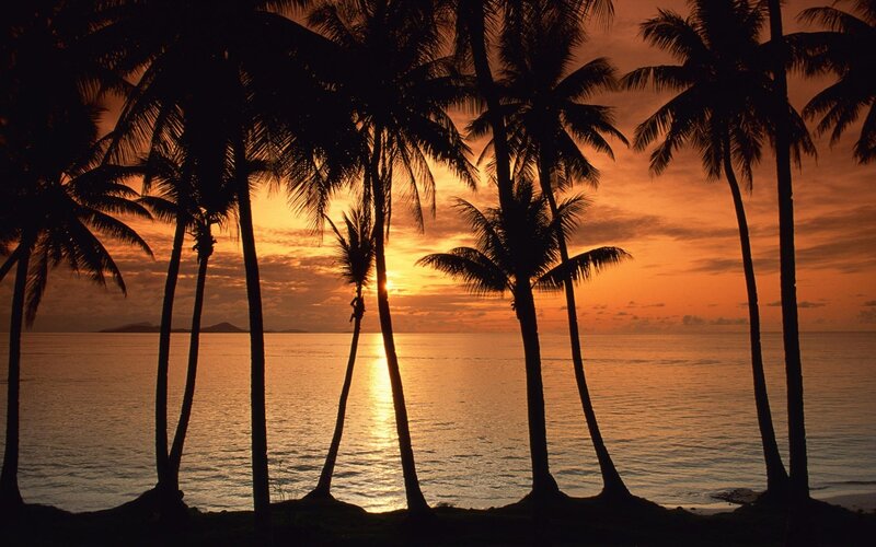 Silhouetted Palm Trees — Orange, Serene, Sunset, Photograph, Ocean, Island, Black