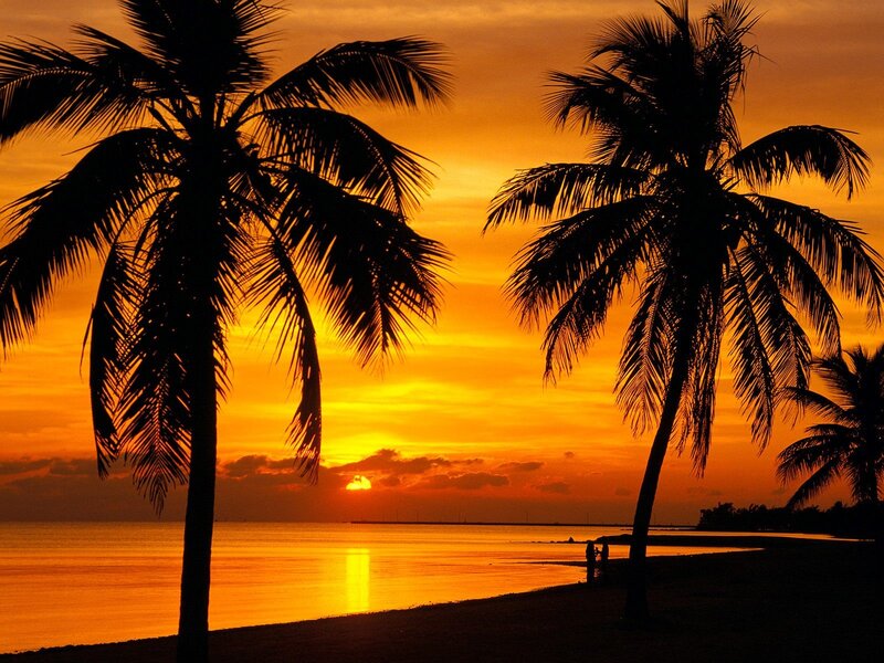 Silhouetted Palm Trees — Orange, Serene, Sunset, Photograph, Ocean, People, Yellow