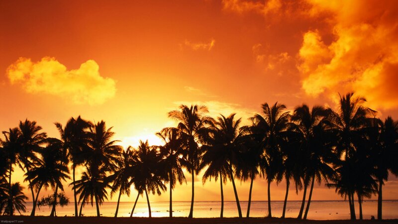 Silhouetted Palm Trees — Orange, Serene, Sunset, Photograph, Ocean, Sky, Clouds