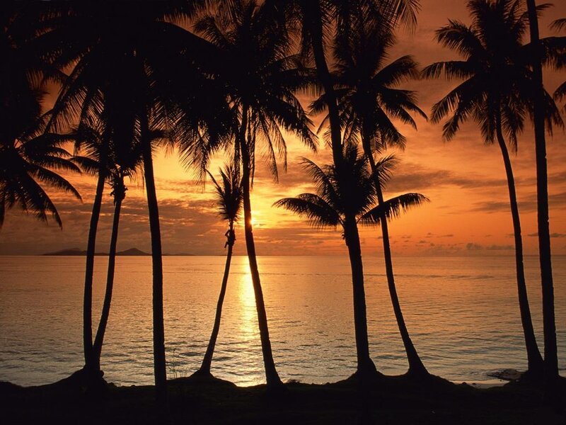 Silhouetted Palm Trees — Orange, Serene, Sunset, Photograph, Ocean, Sky, Island