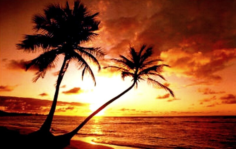 Silhouetted Palm Trees — Orange, Serene, Sunset, Photograph, Ocean, Sky, Yellow