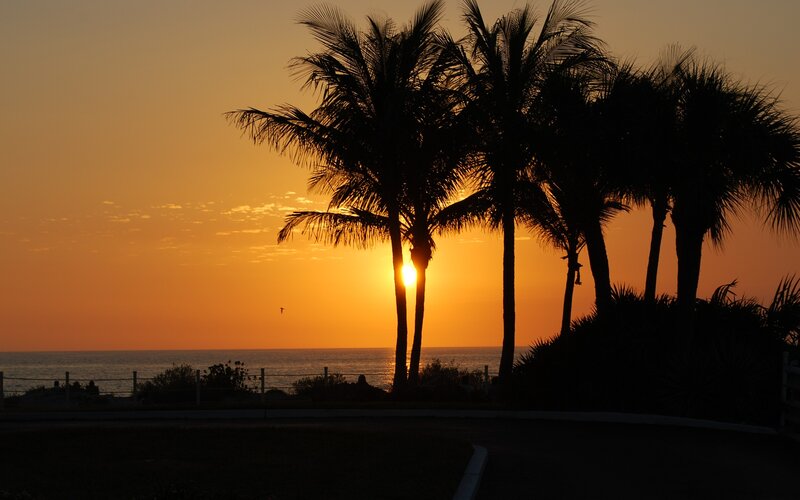 Silhouetted Palm Trees — Orange, Serene, Sunset, Photograph, Ocean, Sun, Bird