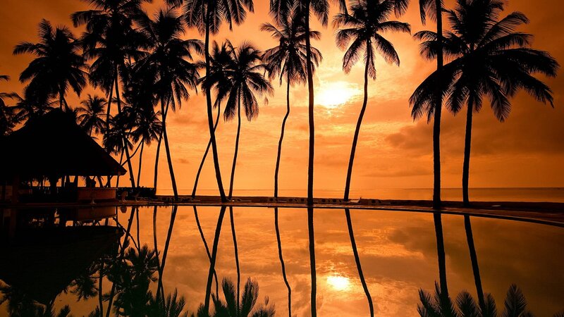 Silhouetted Palm Trees — Orange, Serene, Sunset, Photograph, Pool, Sky