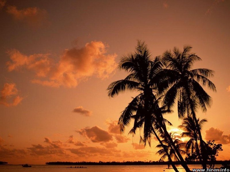 Silhouetted Palm Trees — Orange, Serene, Sunset, Photograph, Sky, Clouds, Ocean