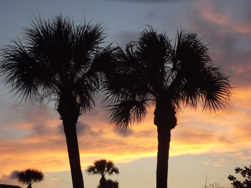 Silhouetted Palm Trees — Orange, Serene, Sunset, Photograph, Sky, Clouds