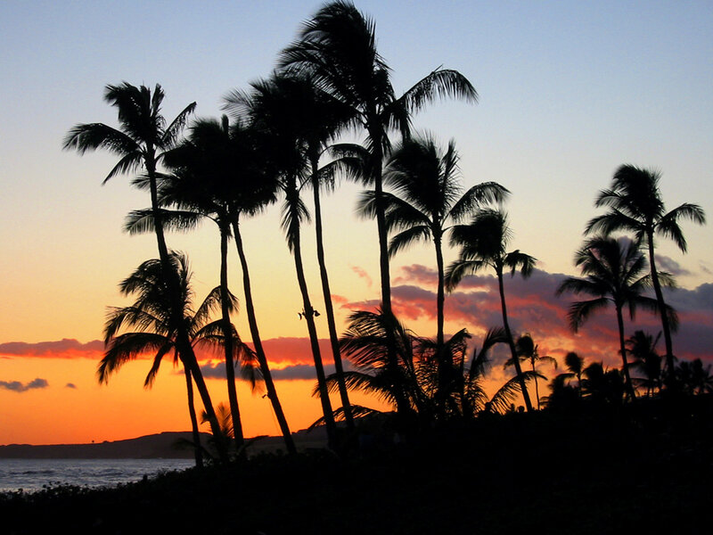 Silhouetted Palm Trees — Orange, Serene, Sunset, Photograph, Sky, Ocean, Clouds