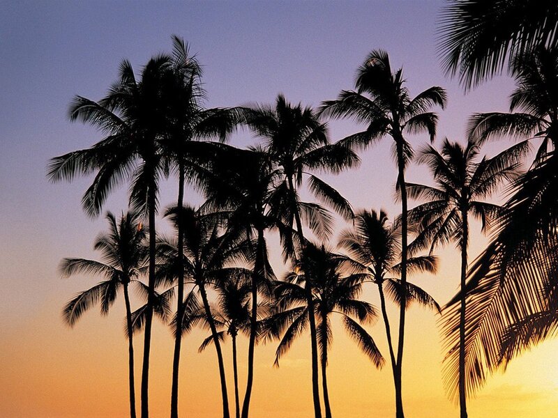 Silhouetted Palm Trees — Orange, Serene, Sunset, Photograph, Sky, Purple, Black