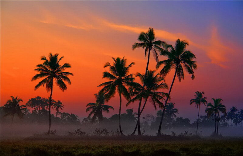 Silhouetted Palm Trees — Orange, Serene, Sunset, Photograph, Sky