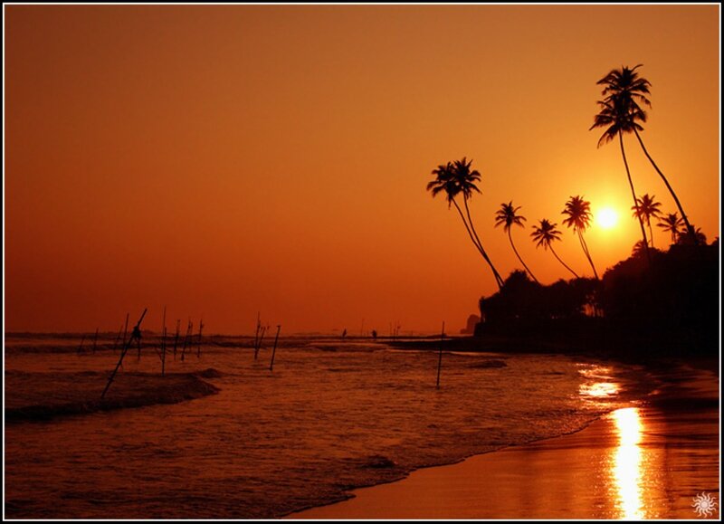 Silhouetted Palm Trees — Orange, Serene, Sunset, Photograph, Sun, Ocean, Sand