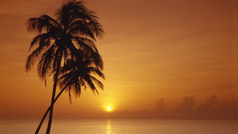 Silhouetted Palm Trees — Orange, Serene, Sunset, Photograph, Sun, Ocean, Sky, Yellow