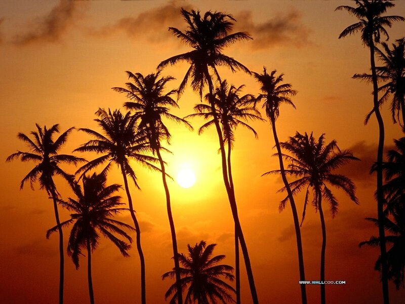 Silhouetted Palm Trees — Orange, Serene, Sunset, Photograph, Sun, Sky, Clouds
