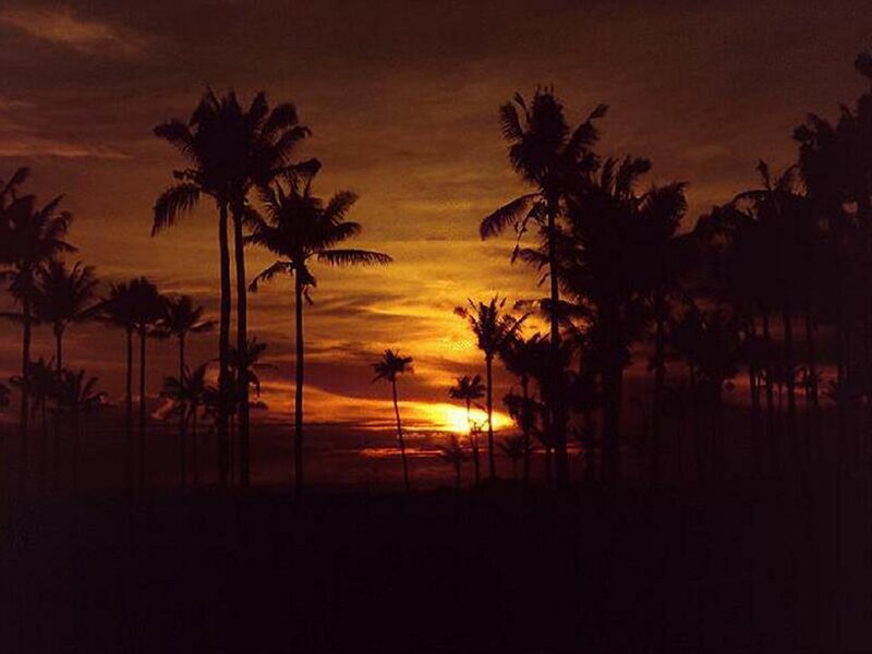 Silhouetted Palm Trees — Orange, Serene, Sunset, Photograph, Sun, Sky, Ocean, Black, Yellow