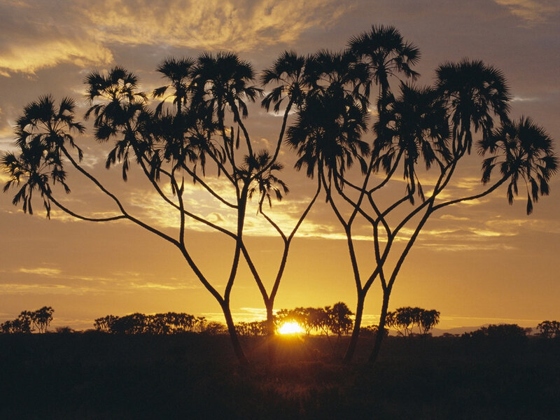 Silhouetted Palm Trees — Orange, Serene, Sunset, Photograph, Sun, Sky, Yellow, Black