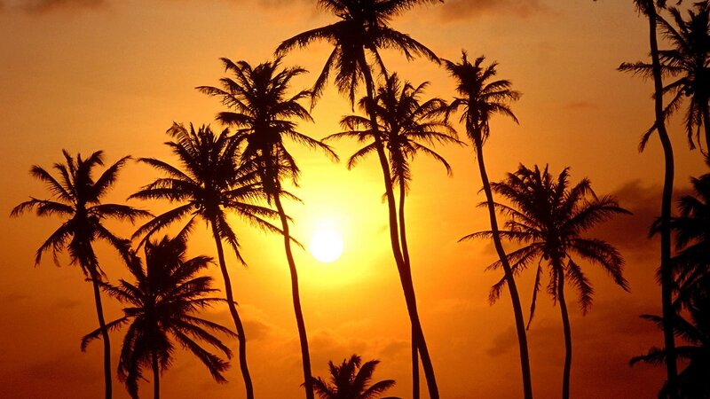 Silhouetted Palm Trees — Orange, Serene, Sunset, Photograph, Sun, Sky, Yellow