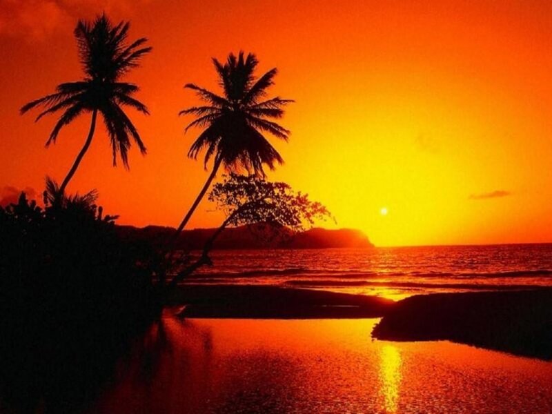 Silhouetted Palm Trees — Orange, Serene, Sunset, Photograph