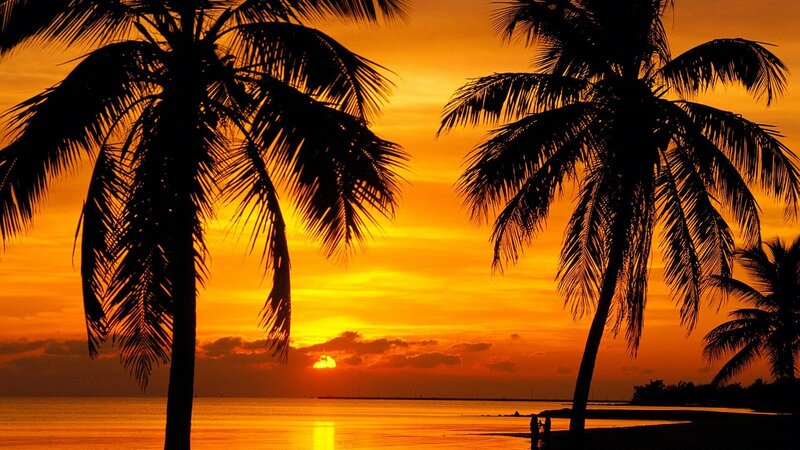 Silhouetted Palm Trees — Photograph