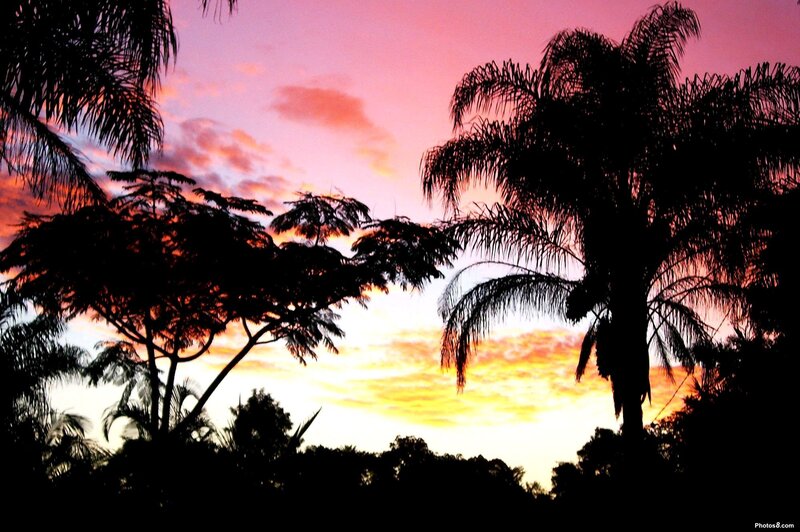 Silhouetted Palm Trees — Pink, Dramatic