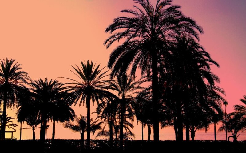 Silhouetted Palm Trees — Pink, Serene, Sunset, Photograph, Sky