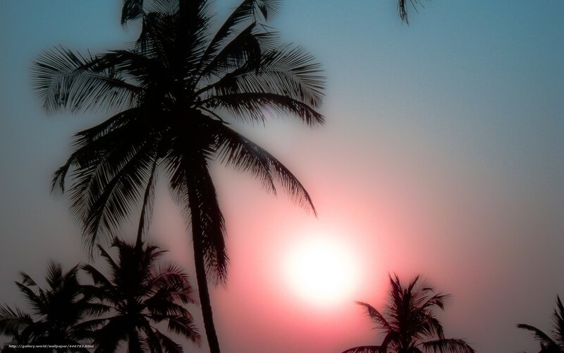 Silhouetted Palm Trees — Pink, Serene