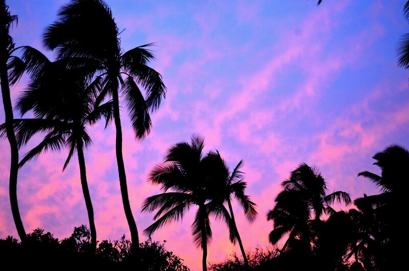 Silhouetted Palm Trees — Pink