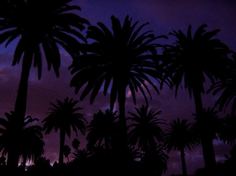 Silhouetted Palm Trees — Purple, Dramatic, Night