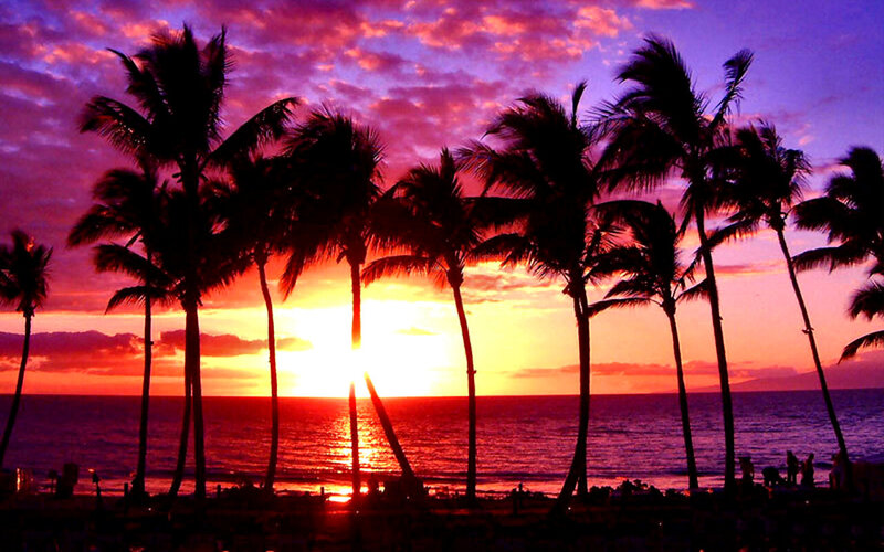 Silhouetted Palm Trees — Purple, Dramatic, Sunset, Photograph, Ocean