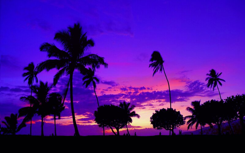 Silhouetted Palm Trees — Purple, Dramatic, Sunset, Photograph, Sky