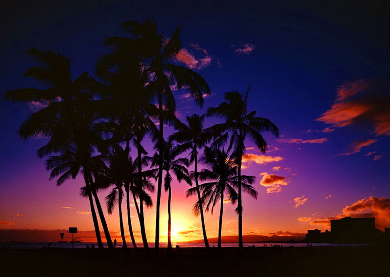 Silhouetted Palm Trees — Purple, Dramatic, Sunset, Photograph