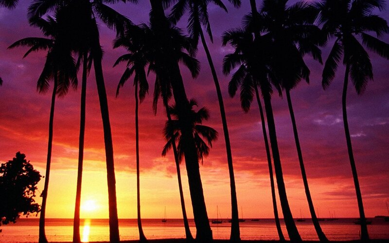 Silhouetted Palm Trees — Purple, Dramatic, Sunset