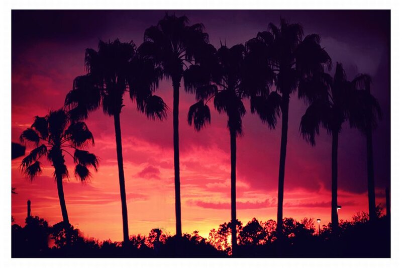 Silhouetted Palm Trees — Purple, Dramatic