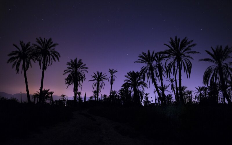Silhouetted Palm Trees — Purple, Serene, Night, Photograph