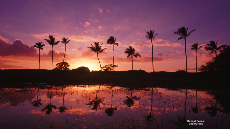 Silhouetted Palm Trees — Purple, Serene, Sunset, Photograph, Reflection