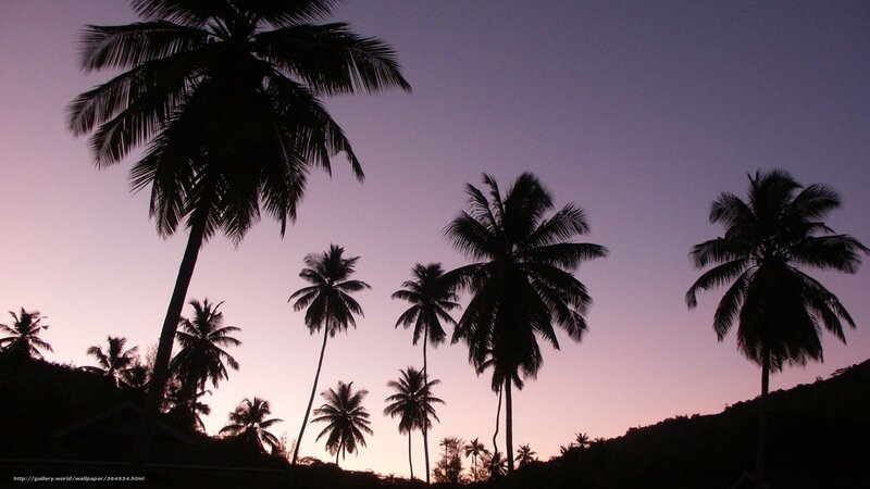 Silhouetted Palm Trees — Purple, Serene, Sunset, Photograph, Sky, Hills